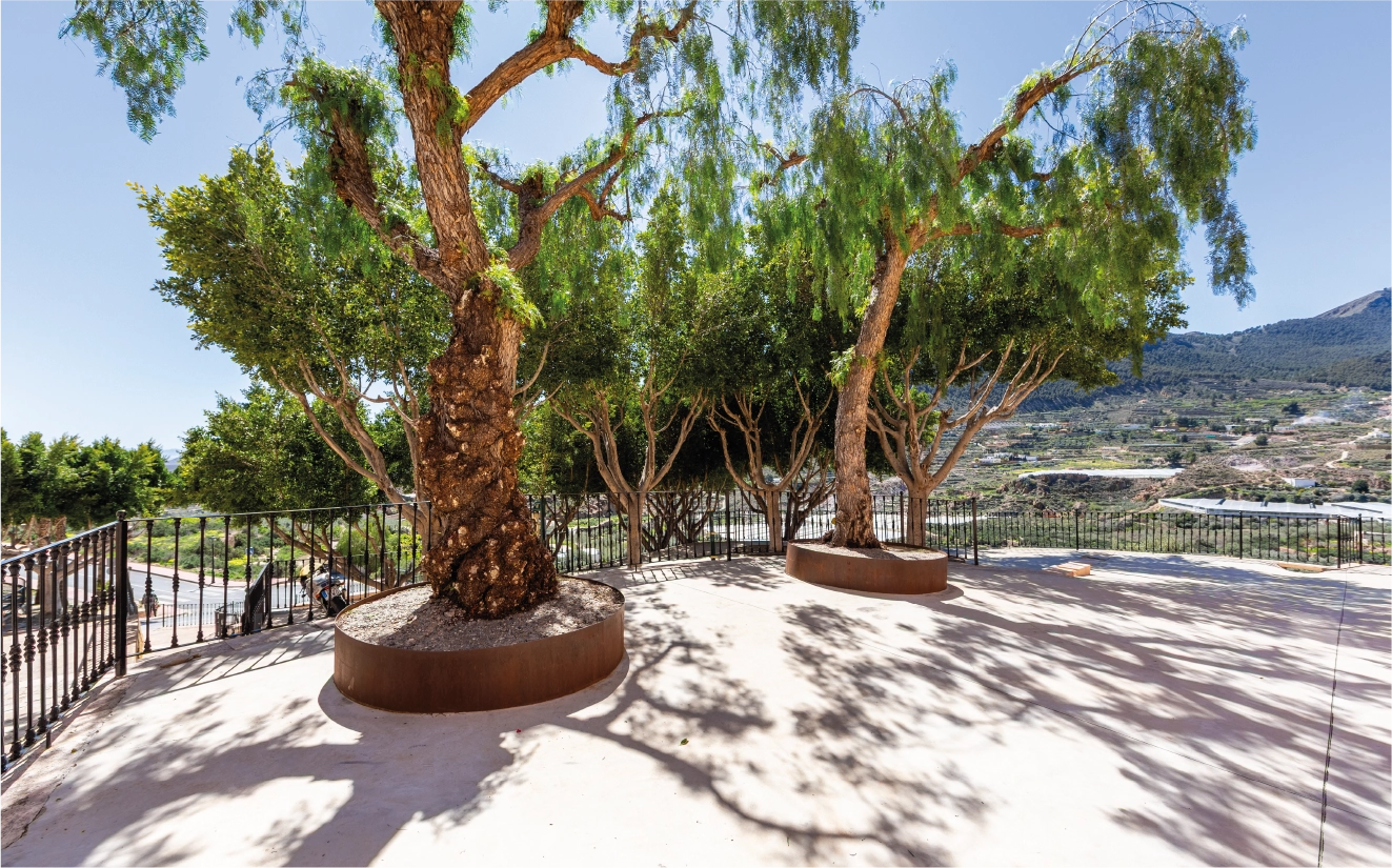 Árbol grande en plaza urbana con sombra natural